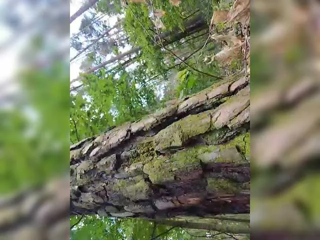 VIKITOMMY – webcam model profile photo Image 7