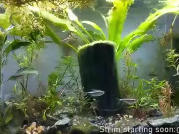 bambi_lu – webcam model profile photo Image 17