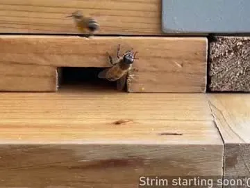 bambi_lu – webcam model profile photo Image 18