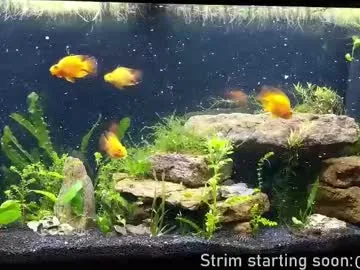 bambi_lu – webcam model profile photo Image 19