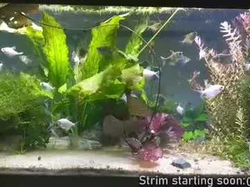 bambi_lu – webcam model profile photo Image 2