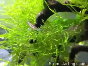 bambi_lu – webcam model profile photo Image 4