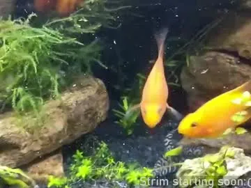 bambi_lu – webcam model profile photo Image 6