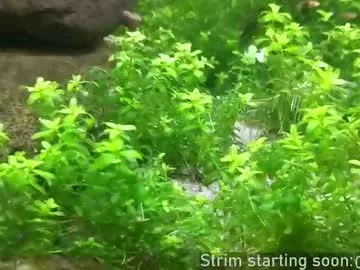 bambi_lu – webcam model profile photo Image 8