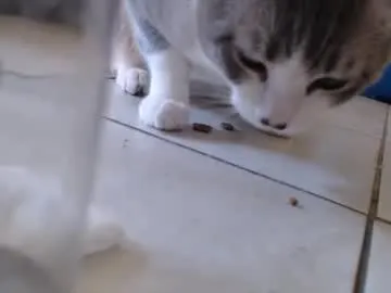 SweetBunnyGF – webcam model profile photo Image 17